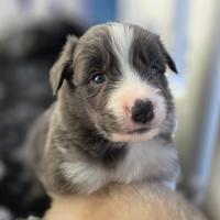 Border collie