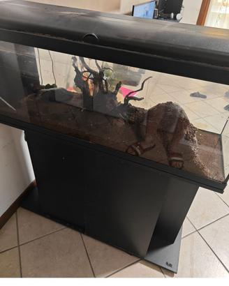 Acquario