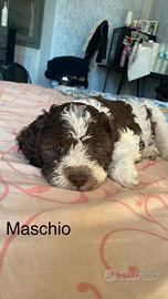 Cuccioli di Lagotto Romagnolo