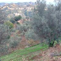 Rif.RI255| terreno agricolo catanzaro