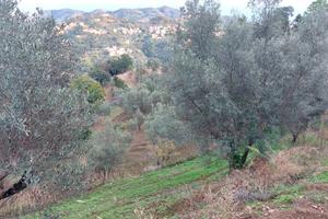 Rif.RI255| terreno agricolo catanzaro