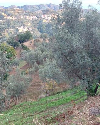 Rif.RI255| terreno agricolo catanzaro