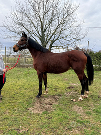 Cavalla sella italiana