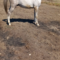 Cavallo Arabo Maschio