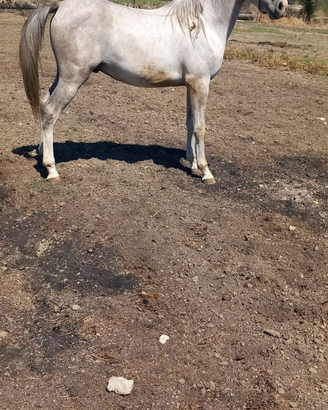 Cavallo Arabo Maschio