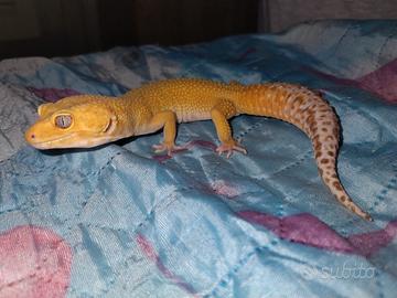 Geco leopardino femmina