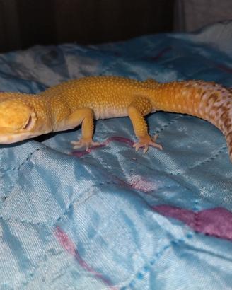 Geco leopardino femmina