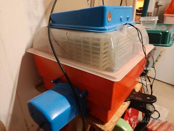 INCUBATRICE