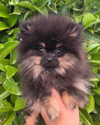 Spitz di pomerania femmina