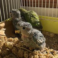 Inseparabili allevati a mano