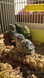 Inseparabili allevati a mano