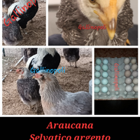 Galline Marans e Araucana