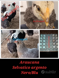 Galline Marans e Araucana