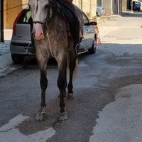 Cavallo p.r.e 3 anni