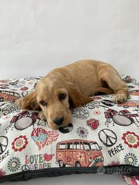 Cocker Spaniel