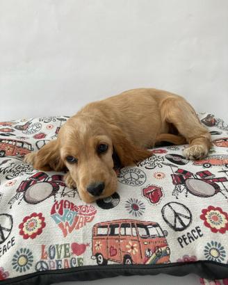 Cocker Spaniel