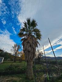 Palma Washingtonia 