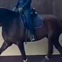 Cavalla italiana linea da dressage