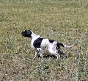 Setter inglese maschio