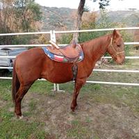 Stallone qh