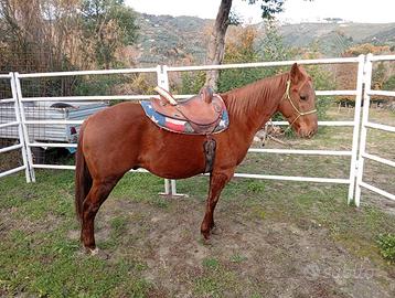 Stallone qh