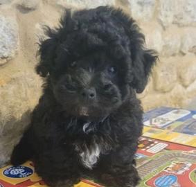 Maltipoo mini toy