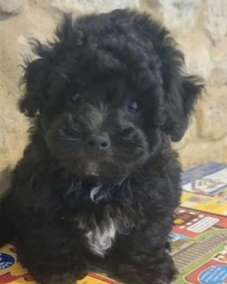 Maltipoo mini toy