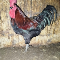 Gallo