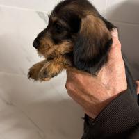 Bassotti a pelo duro