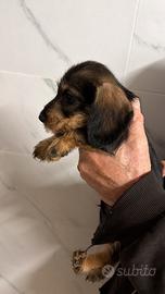 Bassotti a pelo duro