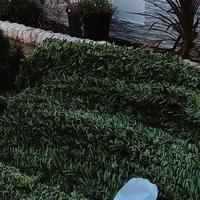 Arelle finta siepe sempre verde 