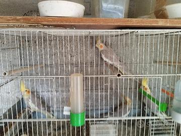 2 calipsiti s 8 cocorite