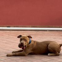 Cucciolone di 8 mesi di Pitbull ukc