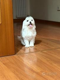 Maltese
