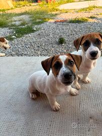 Jack Russell