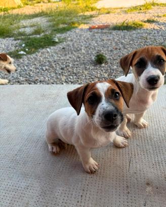 Jack Russell