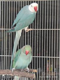 parrocchetti dal collare 