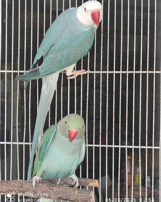 parrocchetti dal collare 