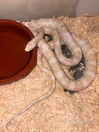 Serpente del grano