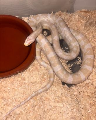 Serpente del grano