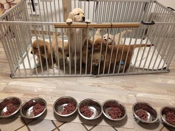 Golden Retriever cuccioli con il Pedigree Italiano