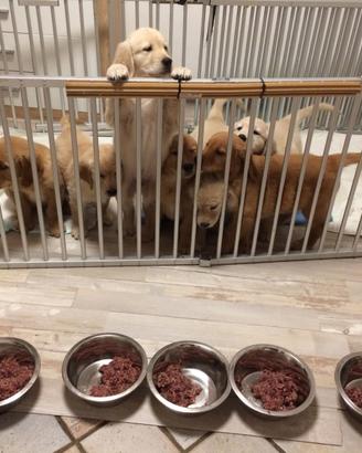 Golden Retriever cuccioli con il Pedigree Italiano