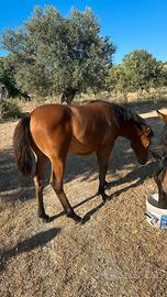 Puledra Anglo araba