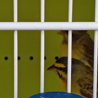 Canarini del Mozambico