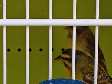 Canarini del Mozambico