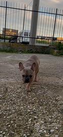 Cucciolo Bulldog Francese