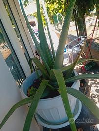 Aloe vera 