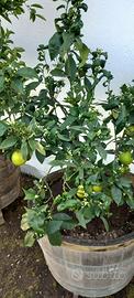 Piante di limoni
