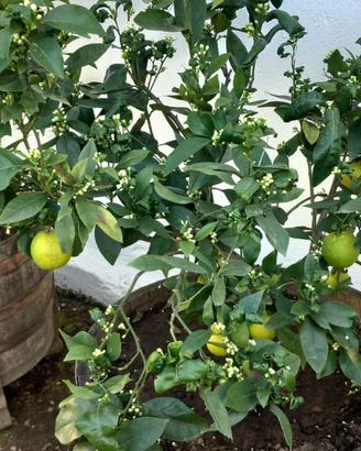 Piante di limoni