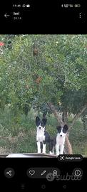 border collie 